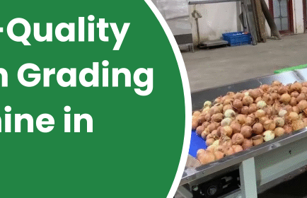 Onion Grading Machine