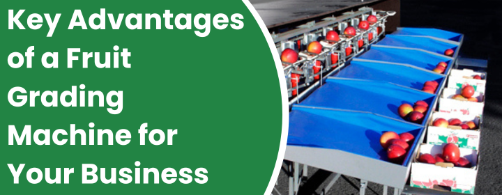 Fruit Grading Machine