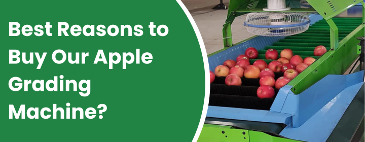 Apple Grading Machine